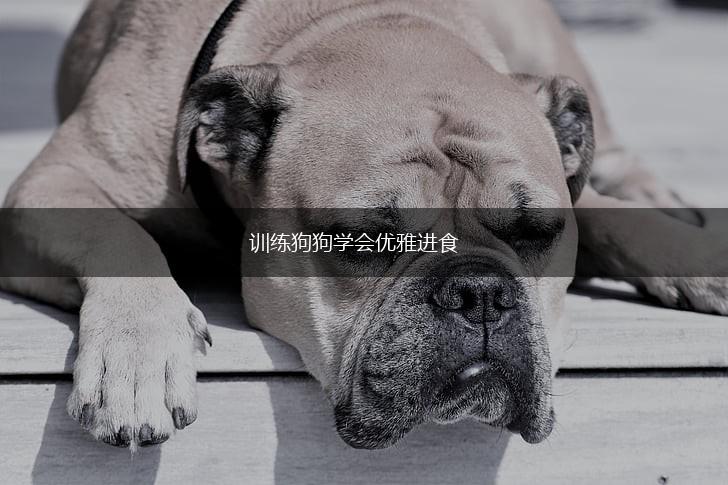 训练狗狗学会优雅进食,第1张