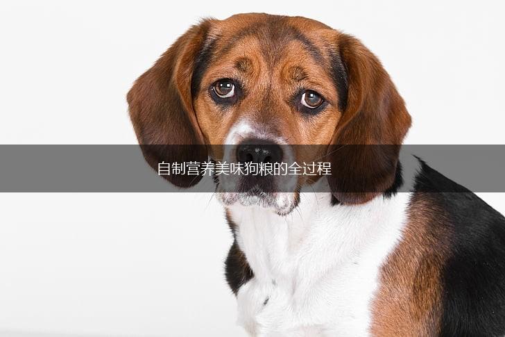 自制营养美味狗粮的全过程,第1张 自制营养美味狗粮的全过程,第1张