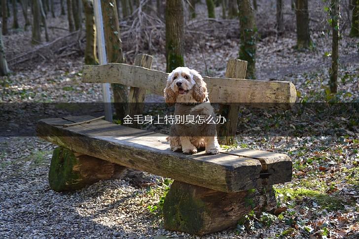 金毛身上特别臭怎么办,第1张