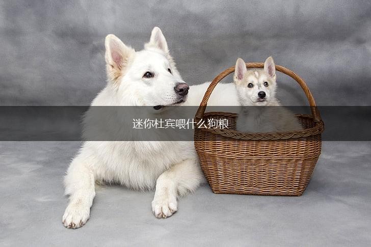 迷你杜宾喂什么狗粮,第1张