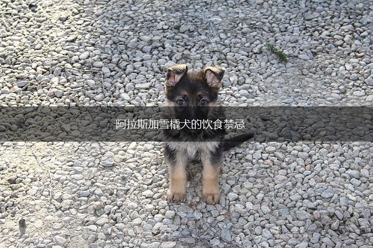 阿拉斯加雪橇犬的饮食禁忌,第1张