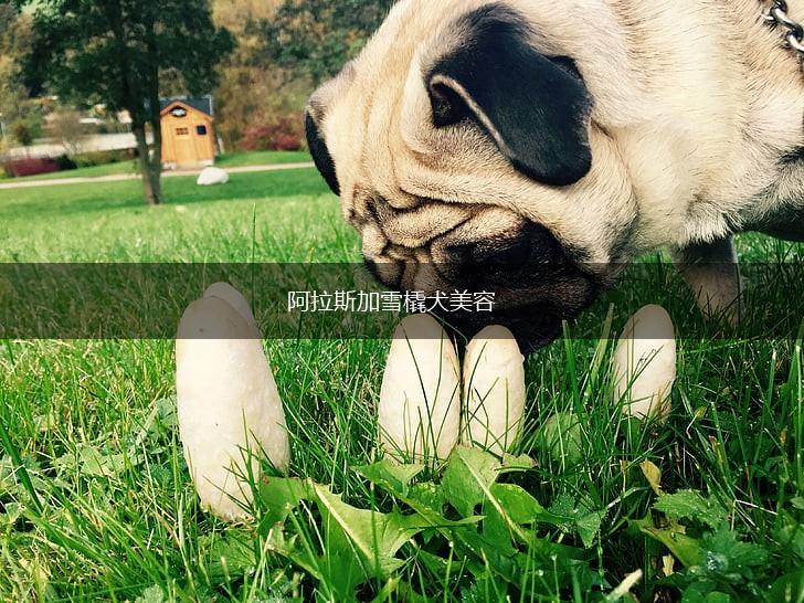 阿拉斯加雪橇犬美容,第1张