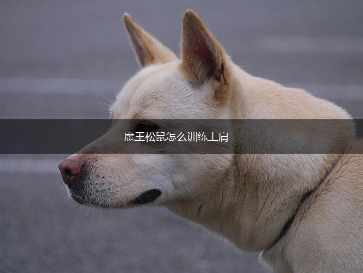 魔王松鼠怎么训练上肩,第1张