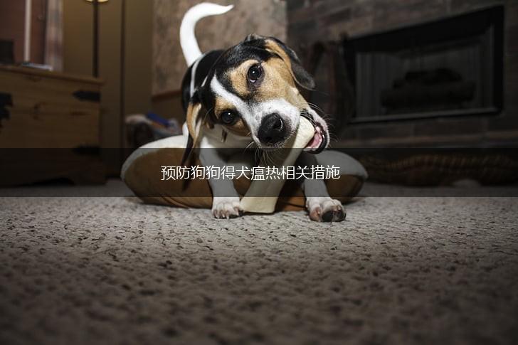 预防狗狗得犬瘟热相关措施,第1张