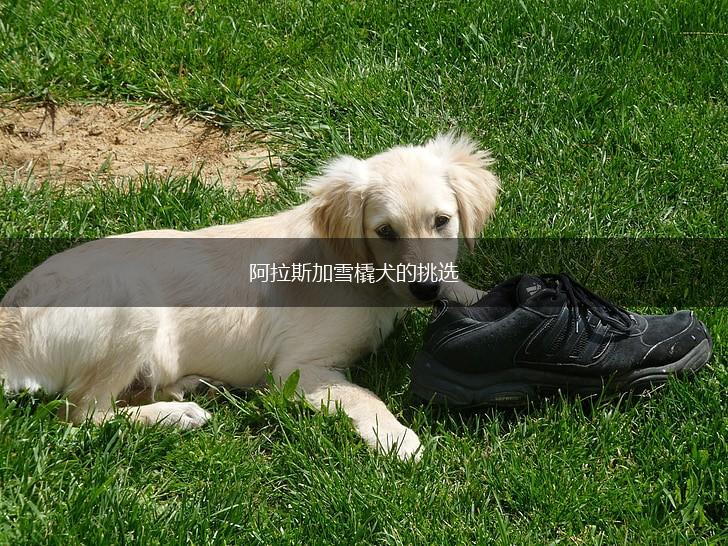 阿拉斯加雪橇犬的挑选,第1张