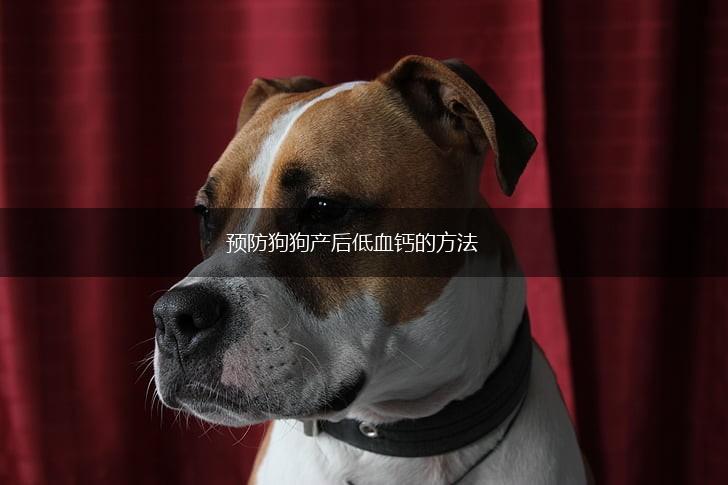 预防狗狗产后低血钙的方法,第1张