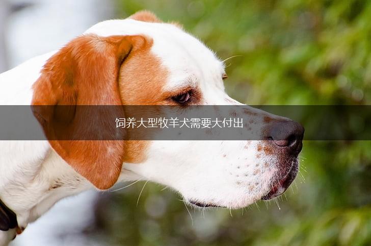 饲养大型牧羊犬需要大付出,第1张