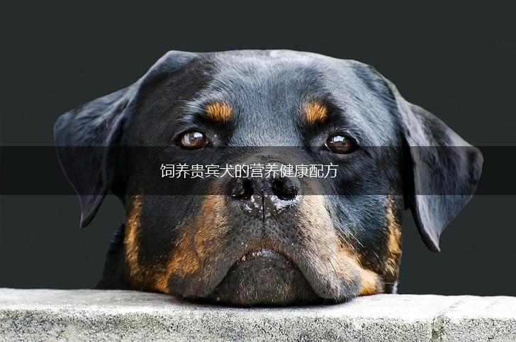 饲养贵宾犬的营养健康配方,第1张