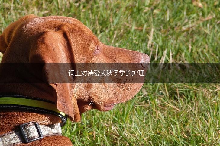饲主对待爱犬秋冬季的护理,第1张