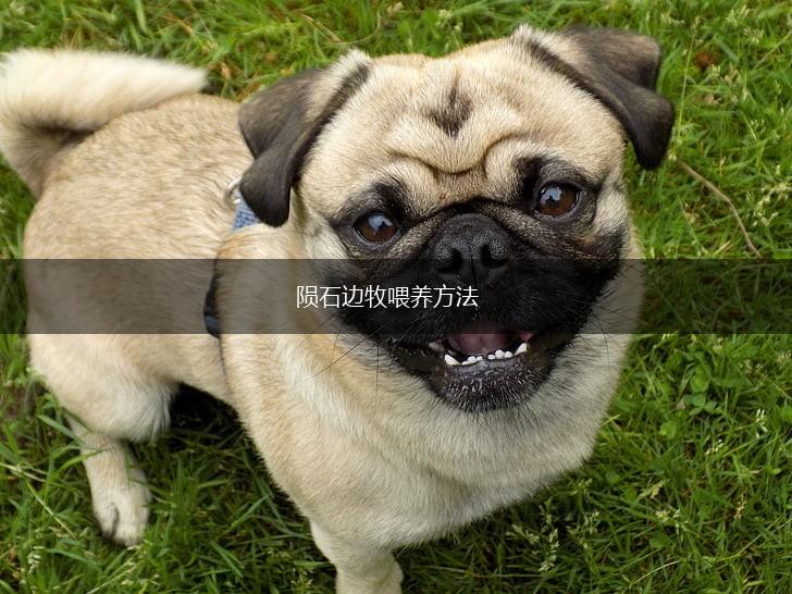 陨石边牧喂养方法,第1张