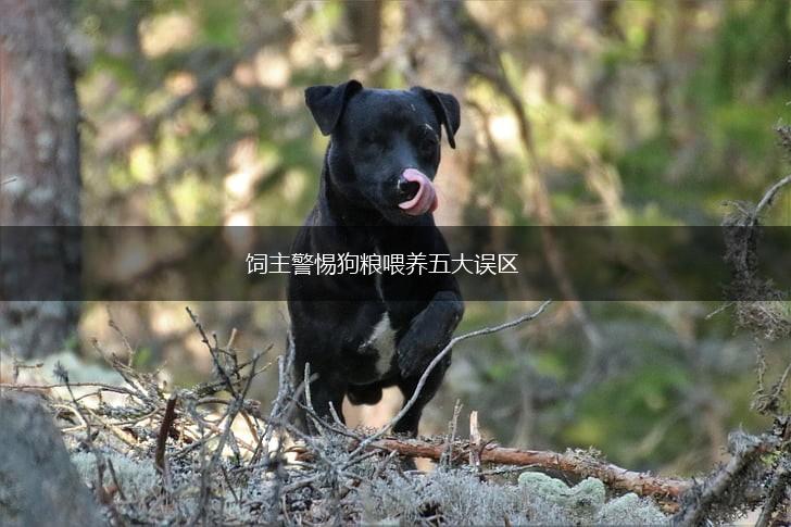 饲主警惕狗粮喂养五大误区,第1张