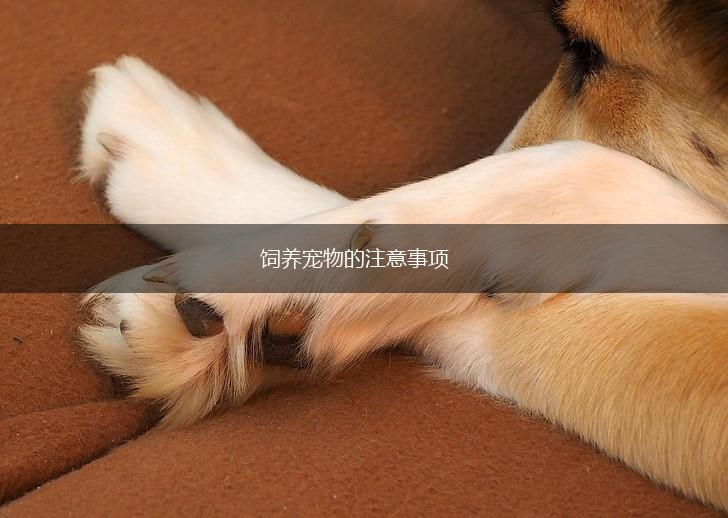 饲养宠物的注意事项,第1张