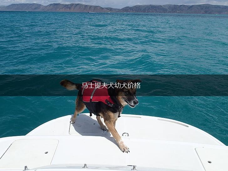 马士提夫犬幼犬价格,第1张
