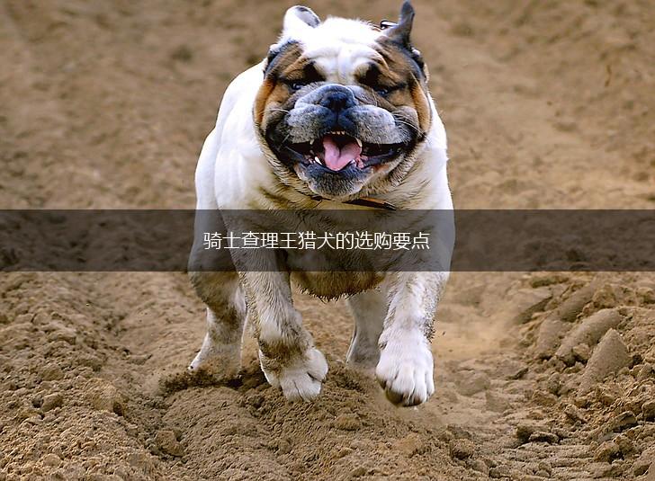 骑士查理王猎犬的选购要点,第1张
