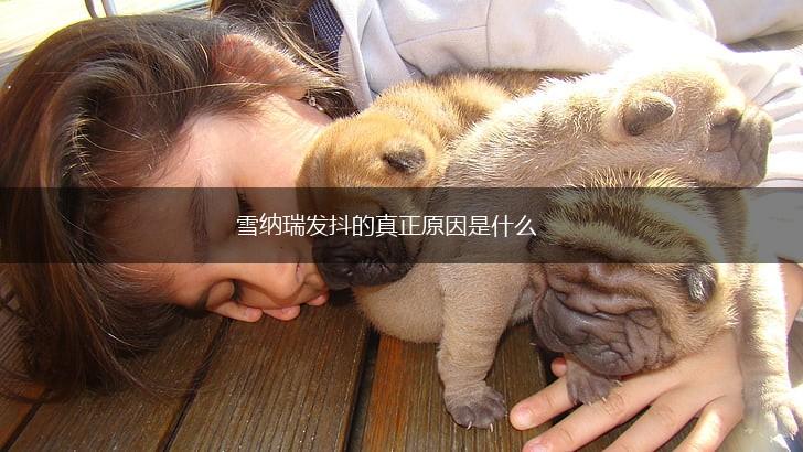 雪纳瑞发抖的真正原因是什么,第1张