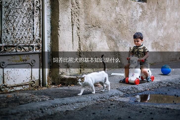 饲养比熊犬的基本知识是什么,第1张