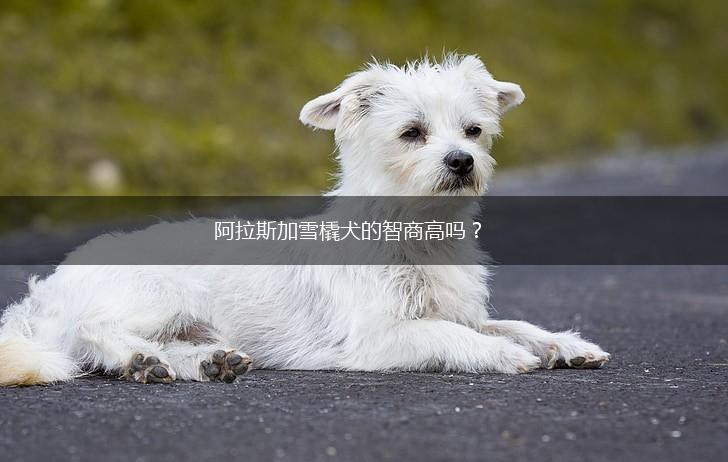 阿拉斯加雪橇犬的智商高吗？,第1张