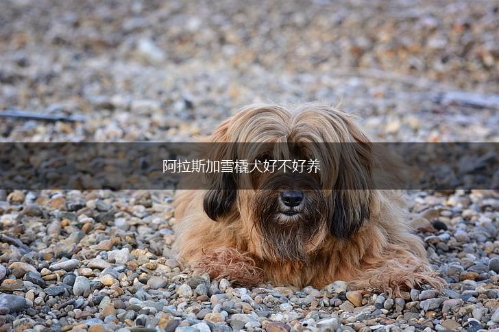 阿拉斯加雪橇犬好不好养,第1张