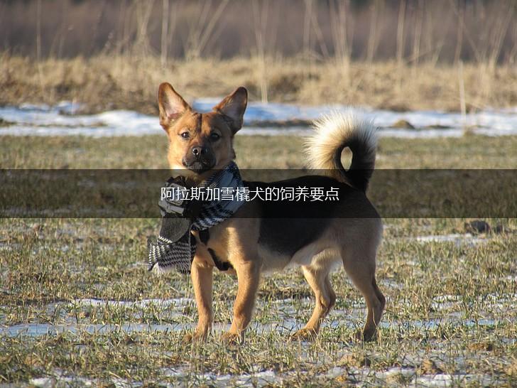 阿拉斯加雪橇犬的饲养要点,第1张