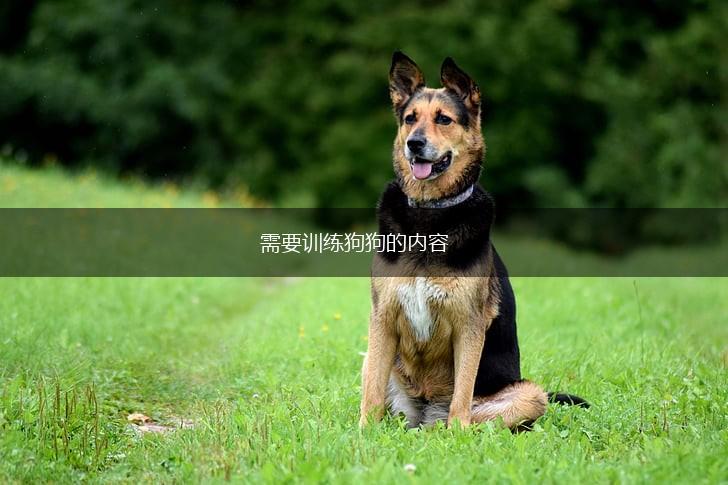 需要训练狗狗的内容,第1张