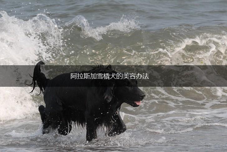 阿拉斯加雪橇犬的美容办法,第1张