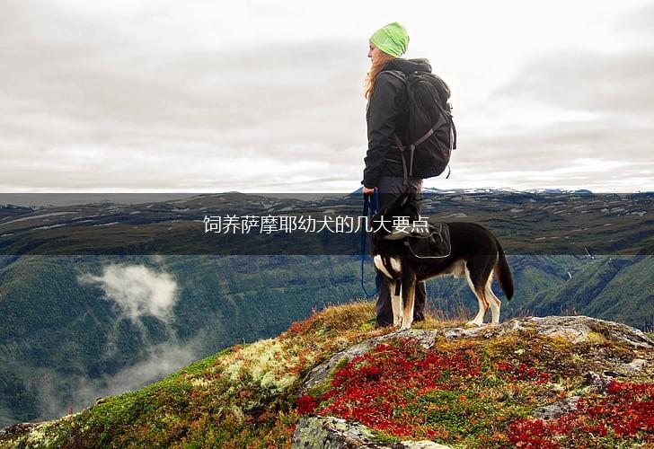 饲养萨摩耶幼犬的几大要点,第1张