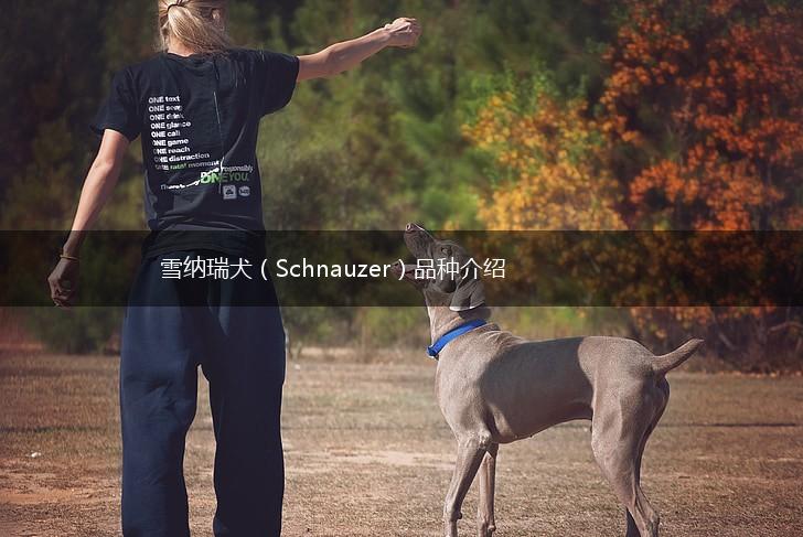 雪纳瑞犬（Schnauzer）品种介绍,第1张
