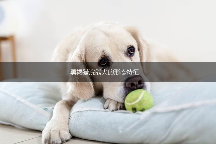 黑褐猎浣熊犬的形态特征,第1张