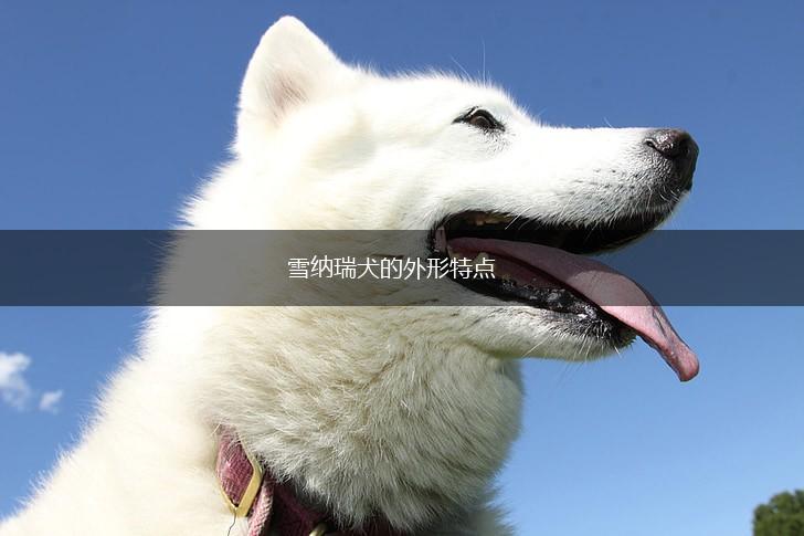 雪纳瑞犬的外形特点,第1张