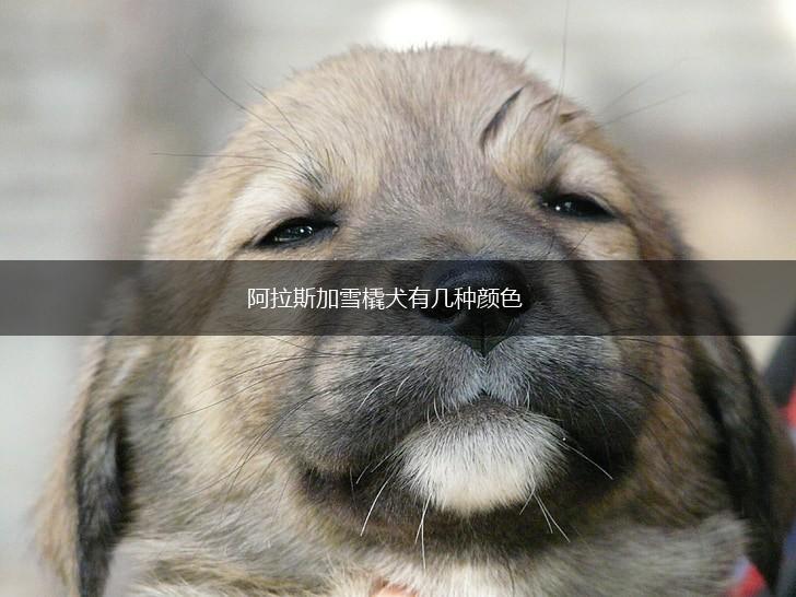 阿拉斯加雪橇犬有几种颜色,第1张