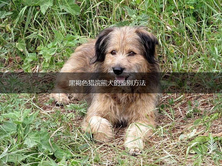 黑褐色猎浣熊犬的鉴别方法,第1张
