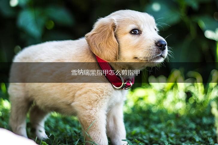 雪纳瑞黑指甲怎么剪指甲,第1张