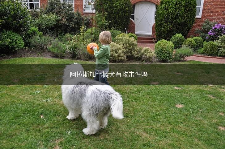 阿拉斯加雪橇犬有攻击性吗,第1张
