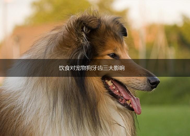 饮食对宠物狗牙齿三大影响,第1张