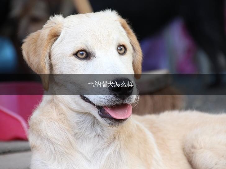 雪纳瑞犬怎么样,第1张