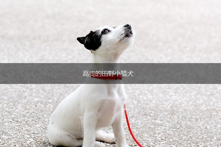 高贵的田野小猎犬,第1张