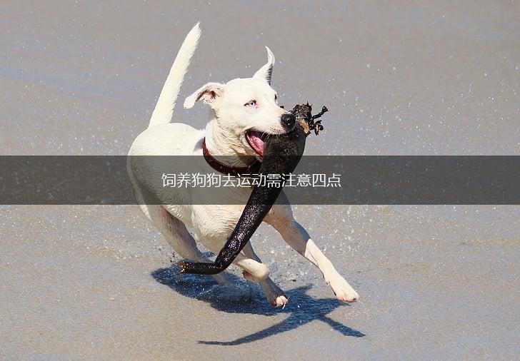 饲养狗狗去运动需注意四点,第1张