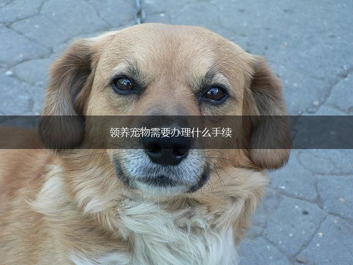 领养宠物需要办理什么手续,第1张