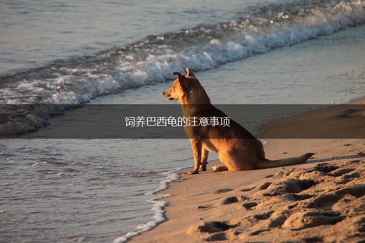 饲养巴西龟的注意事项,第1张