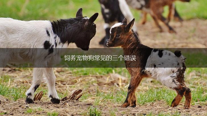 饲养宠物狗常见的三个错误,第1张