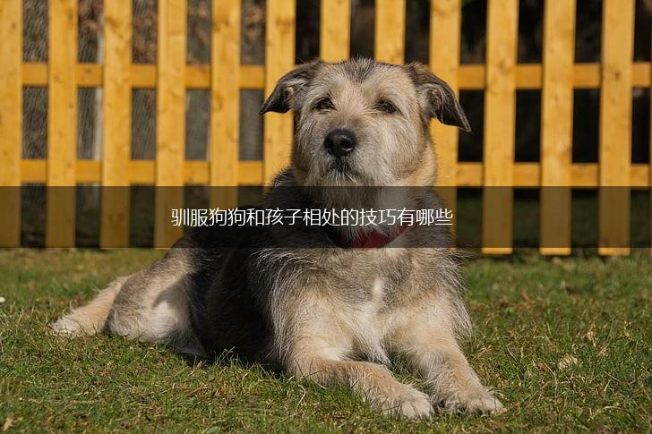 驯服狗狗和孩子相处的技巧有哪些,第1张