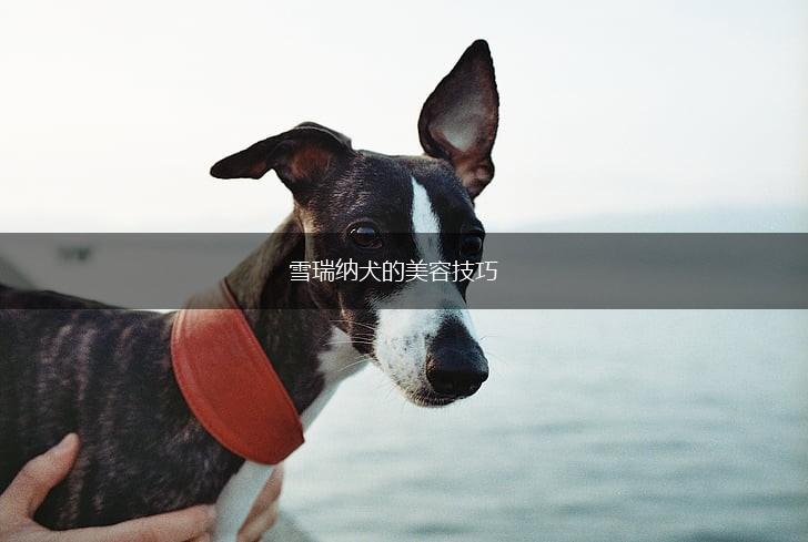 雪瑞纳犬的美容技巧,第1张