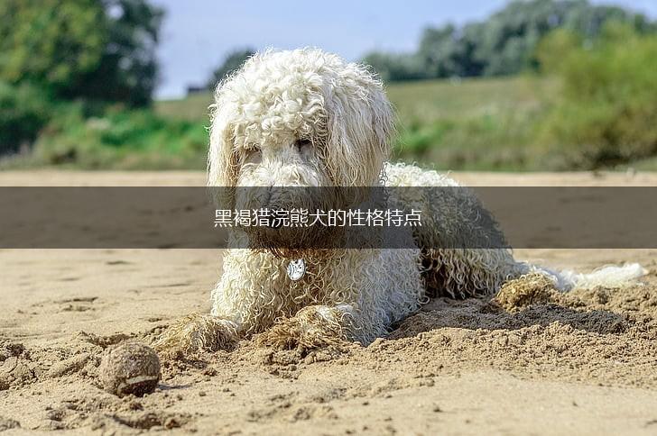 黑褐猎浣熊犬的性格特点,第1张