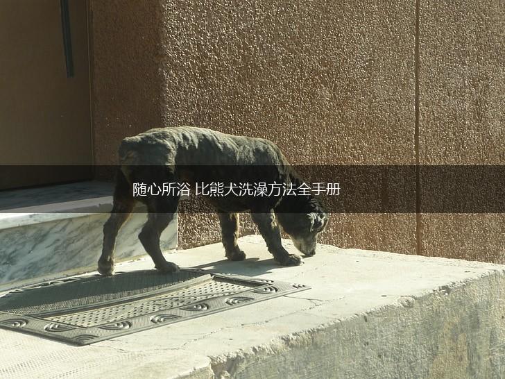 随心所浴 比熊犬洗澡方法全手册,第1张
