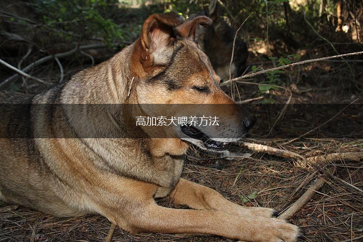 高加索犬喂养方法,第1张