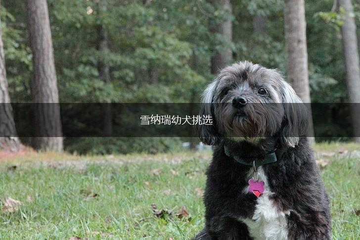 雪纳瑞幼犬挑选,第1张