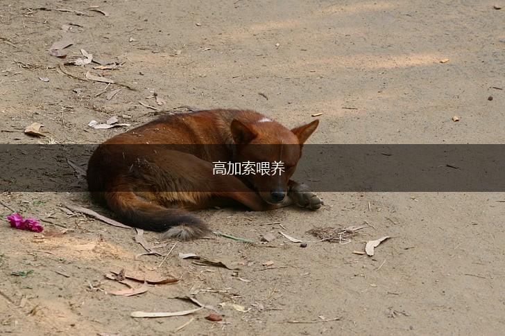 高加索喂养,第1张