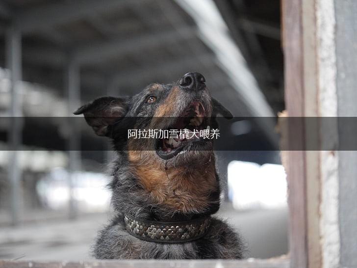 阿拉斯加雪橇犬喂养,第1张