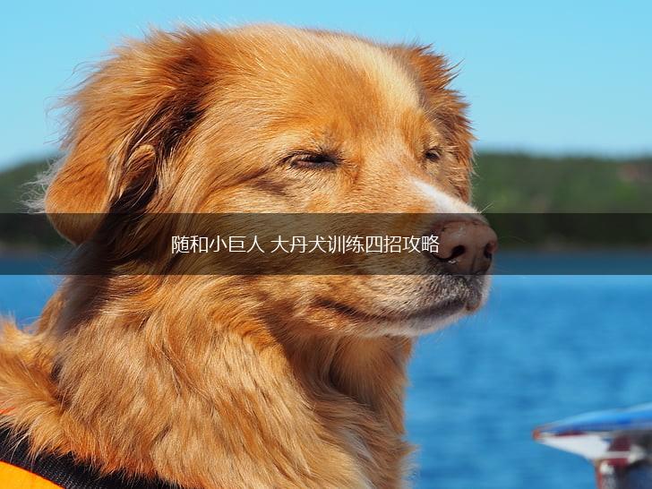 随和小巨人 大丹犬训练四招攻略,第1张