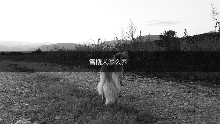雪橇犬怎么养,第1张